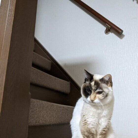 階段で固まる茶白猫