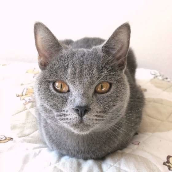 シャルトリュー・ベルちゃん