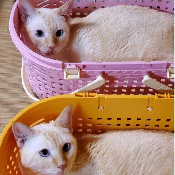 キャリーケースでくつろぐ2匹のシャム猫