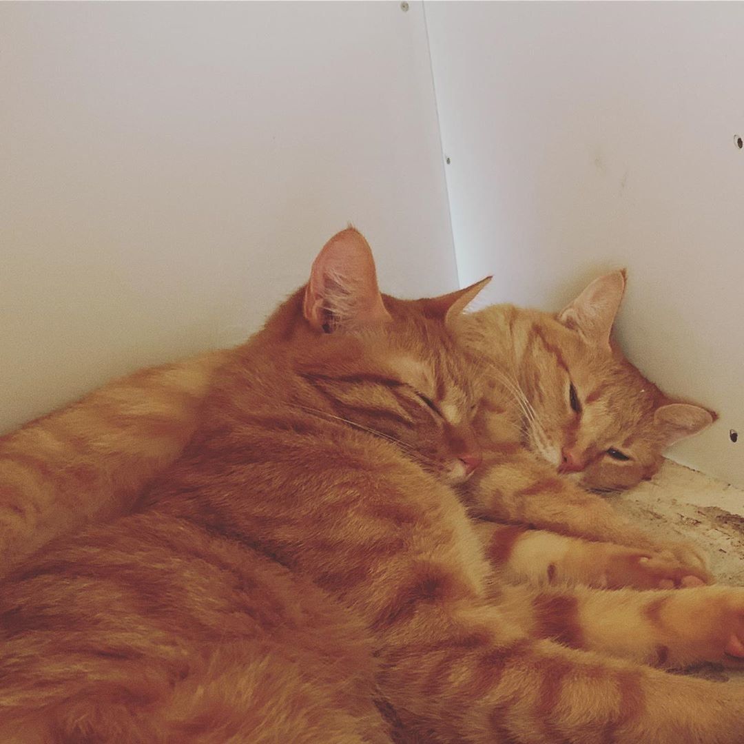 くっついて眠る親子の猫