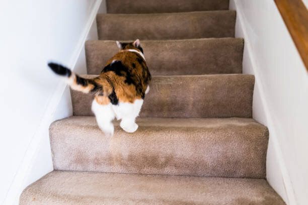 階段を駆け上がる猫