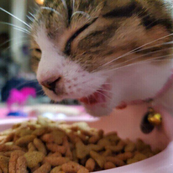 キャットフードを食べるキジトラの雪ちゃん