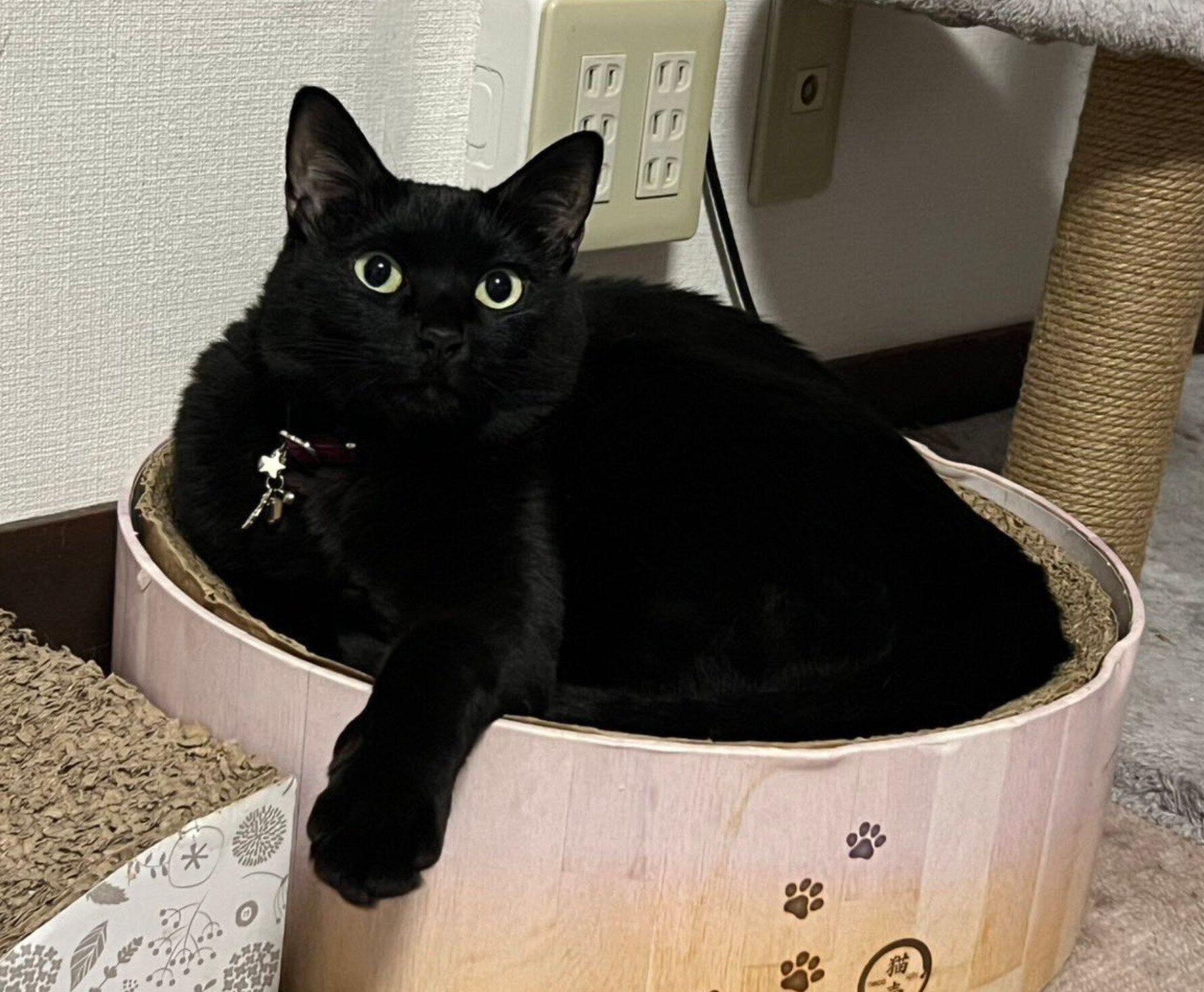 まったりするぷにゃちゃん