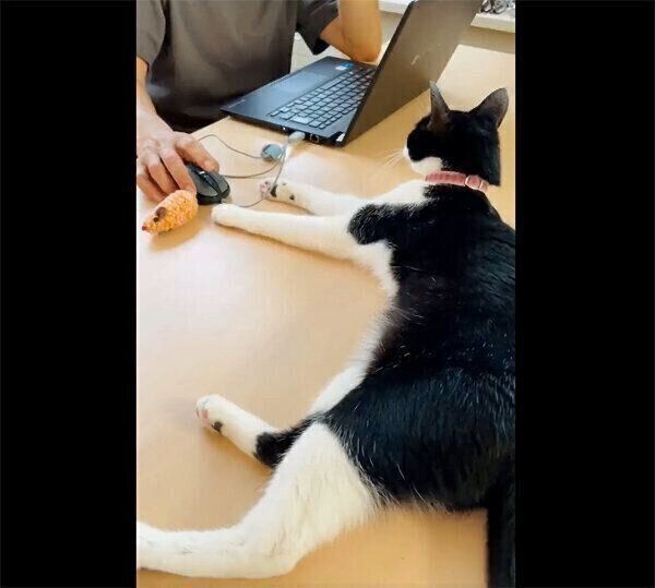 飼い主さんの手元にオモチャを持ってきて遊ぶウメちゃん