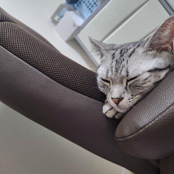 アメリカンショートヘア　トム  