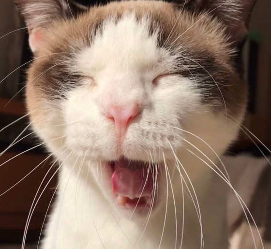 あくびをする猫