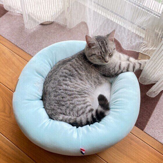 くつろぐマンチカン