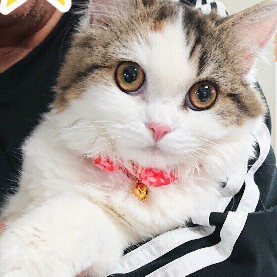 見つめるスコティッシュフォールド