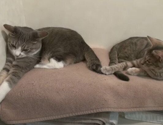 固まるモアレちゃんとクリエちゃん