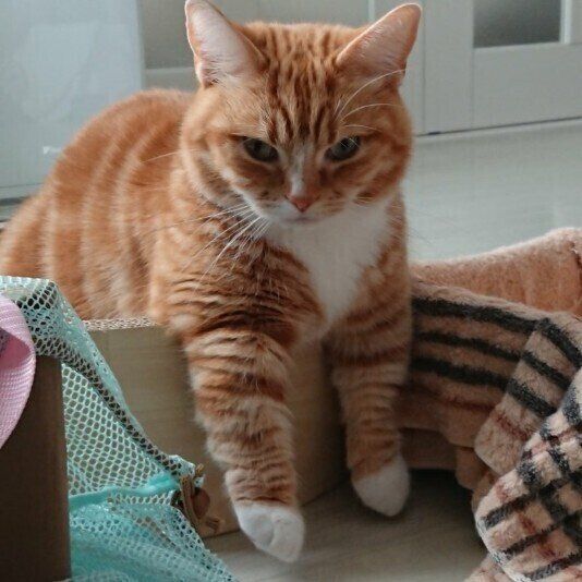 見つめるマンチカン