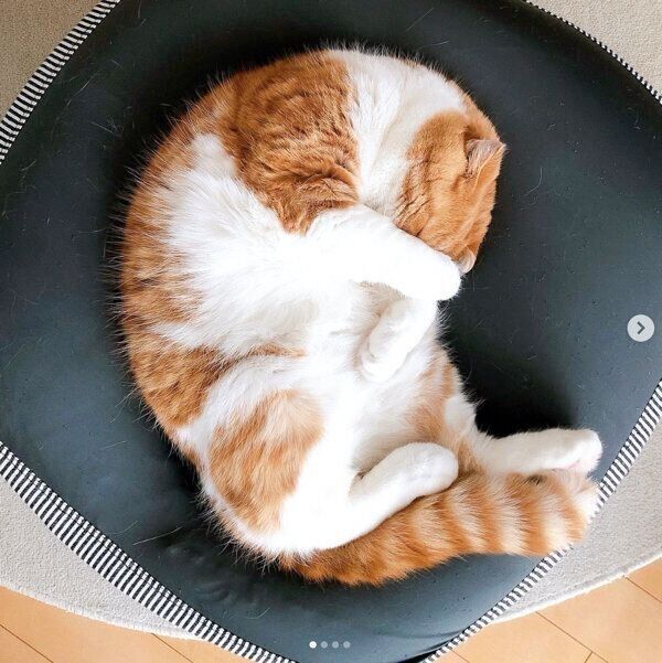 「人をダメにするソファ」が好きなまーるくん