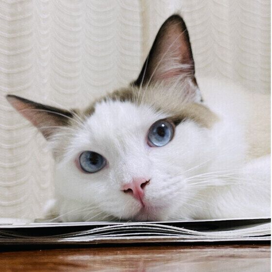 ラグドールのレオくん