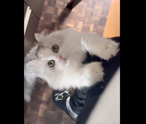 抱っこアピールをするノーマンくん