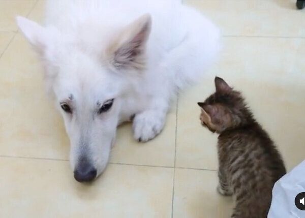 犬を見つめる子猫