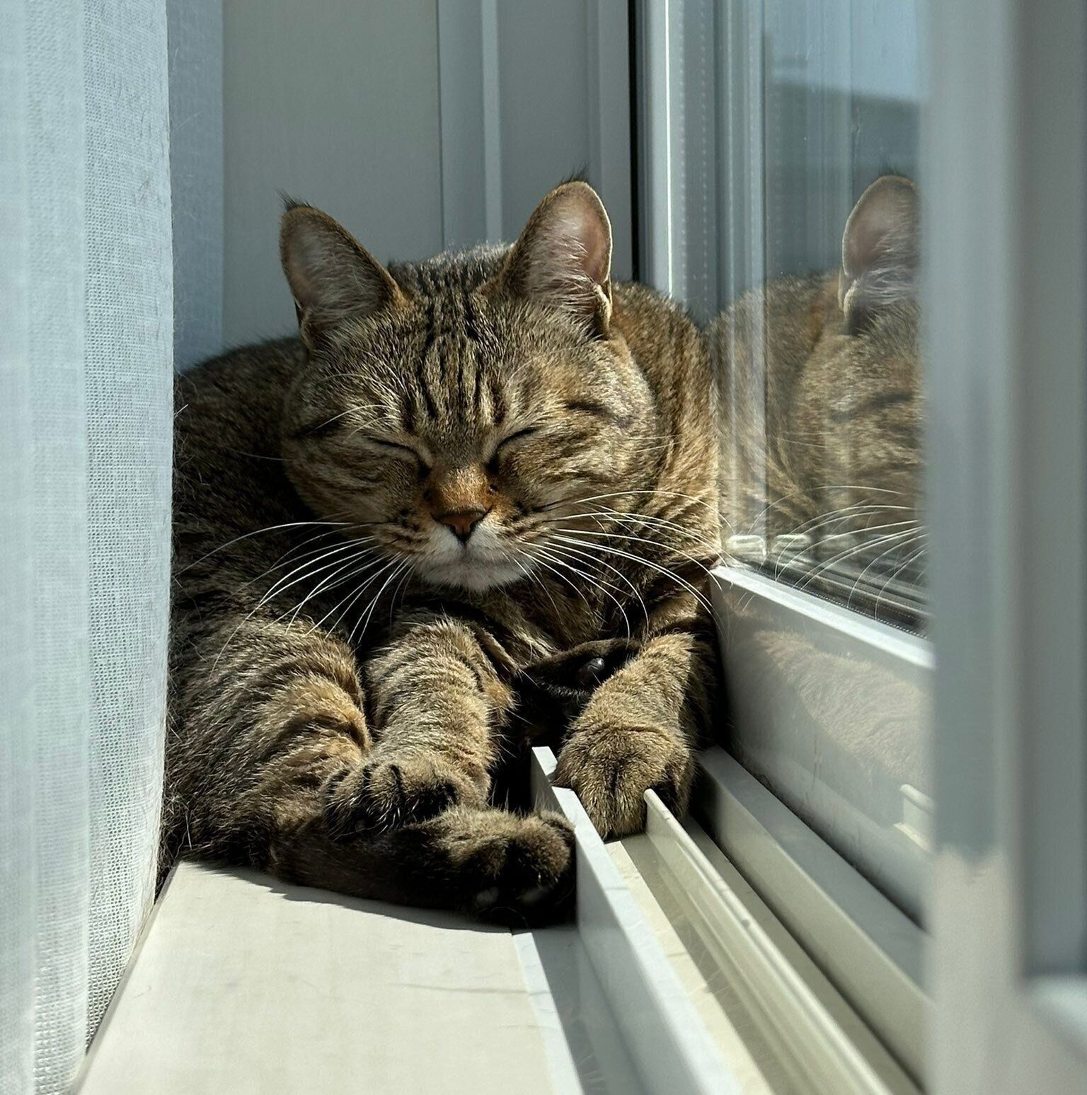 現在のにこちゃんの様子