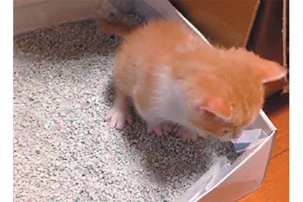 トイレをする子猫
