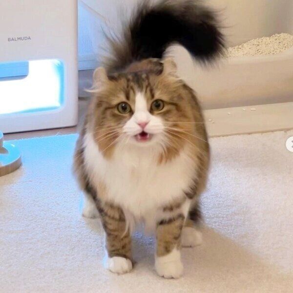 鳴いている瞬間がたまらなく可愛いメルくん