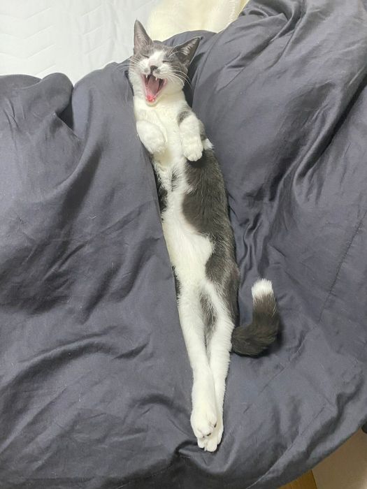 生後9カ月頃の子猫