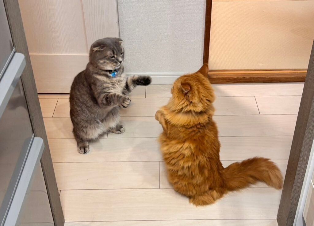 スコティッシュフォールドとマンチカン