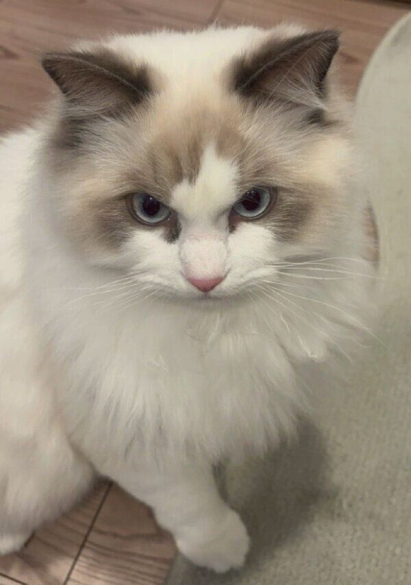 カメラを睨むカニちゃん