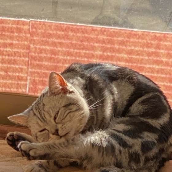 食後に毛づくろいする猫（アメリカンショートヘア、オス）