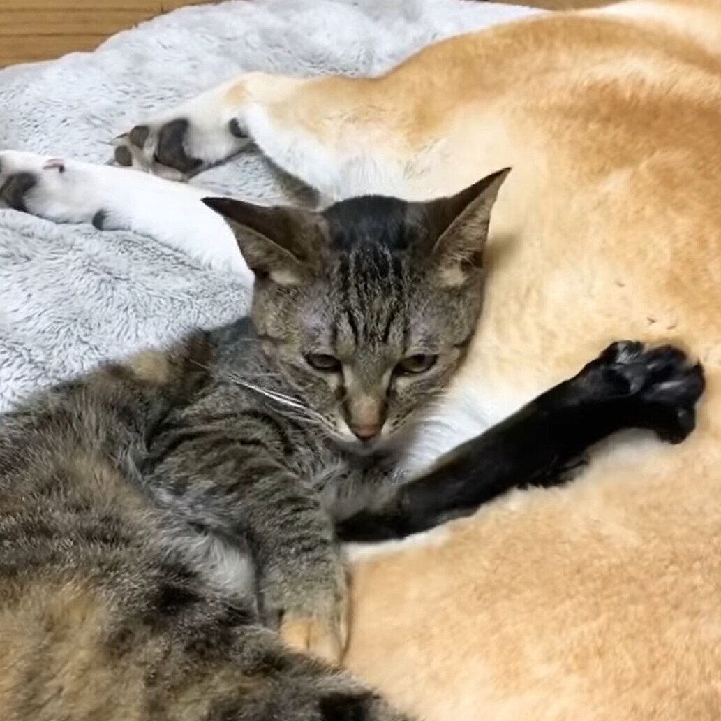 「柴ふ」でくつろぐリリちゃん