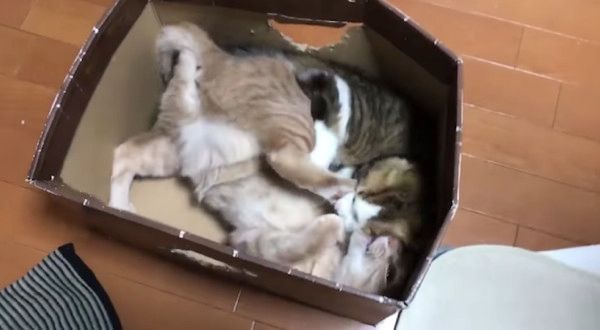 箱で遊ぶ猫