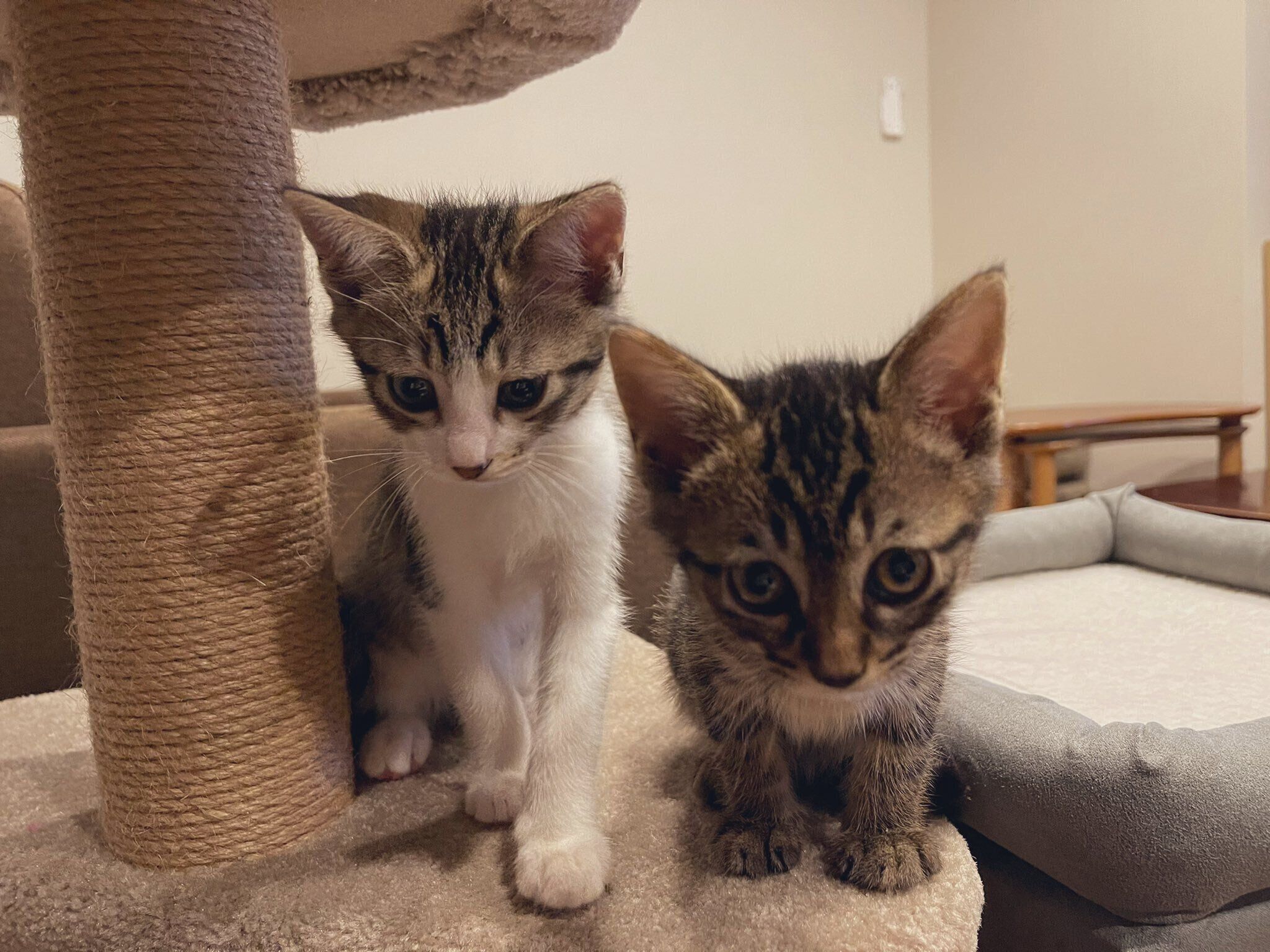 お迎え当時の真良くん、南南くん