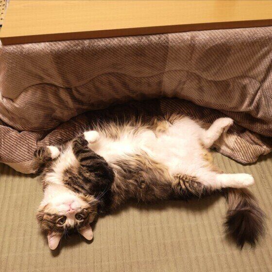 寝転がるメインクーン