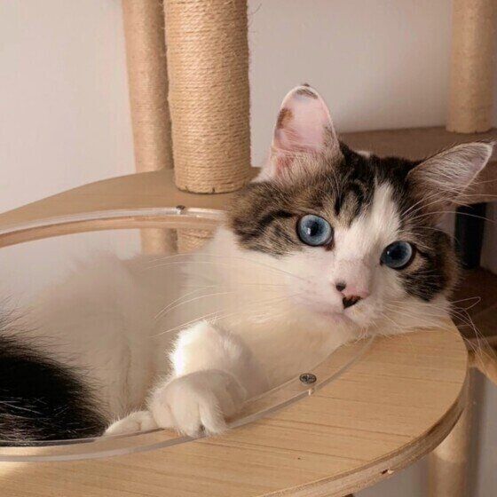 キジトラ猫の福ちゃん