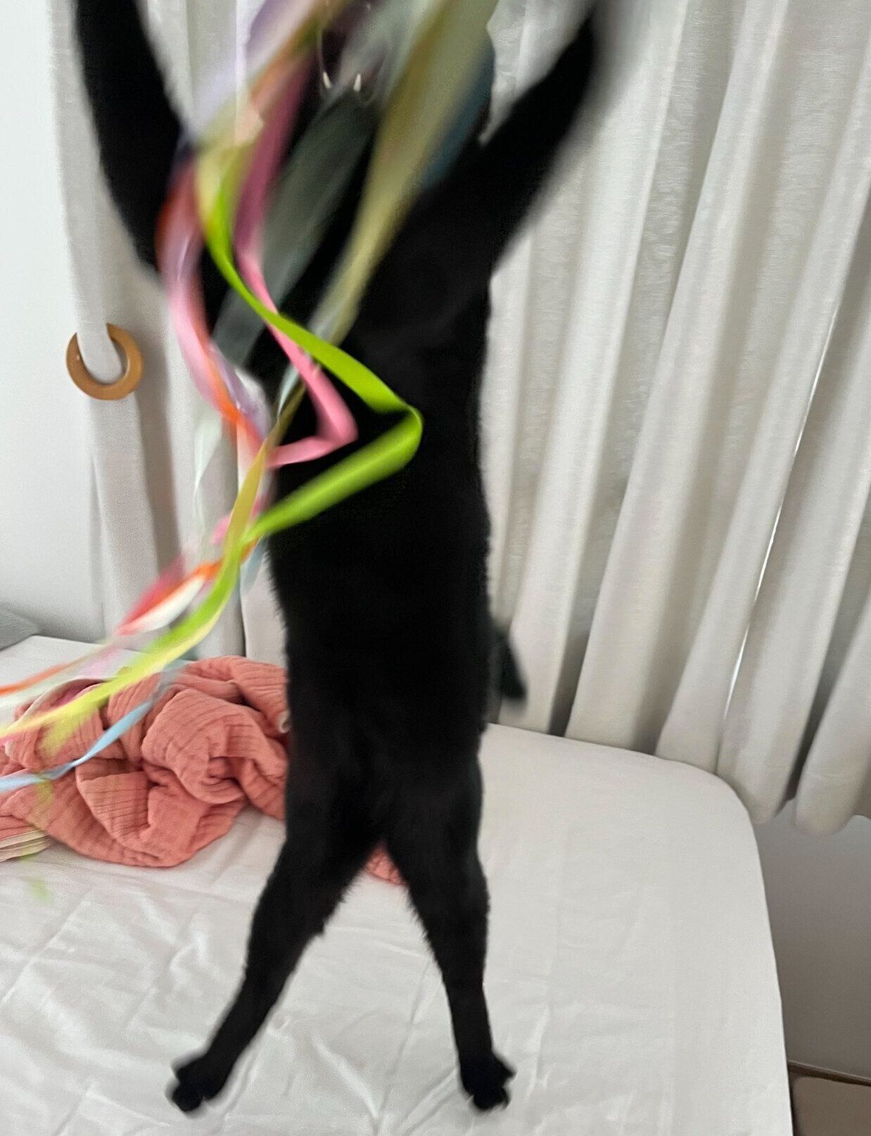 おもちゃで遊ぶクロタくん