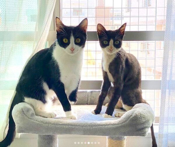 見つめるラッキーくんとちゅらちゃん