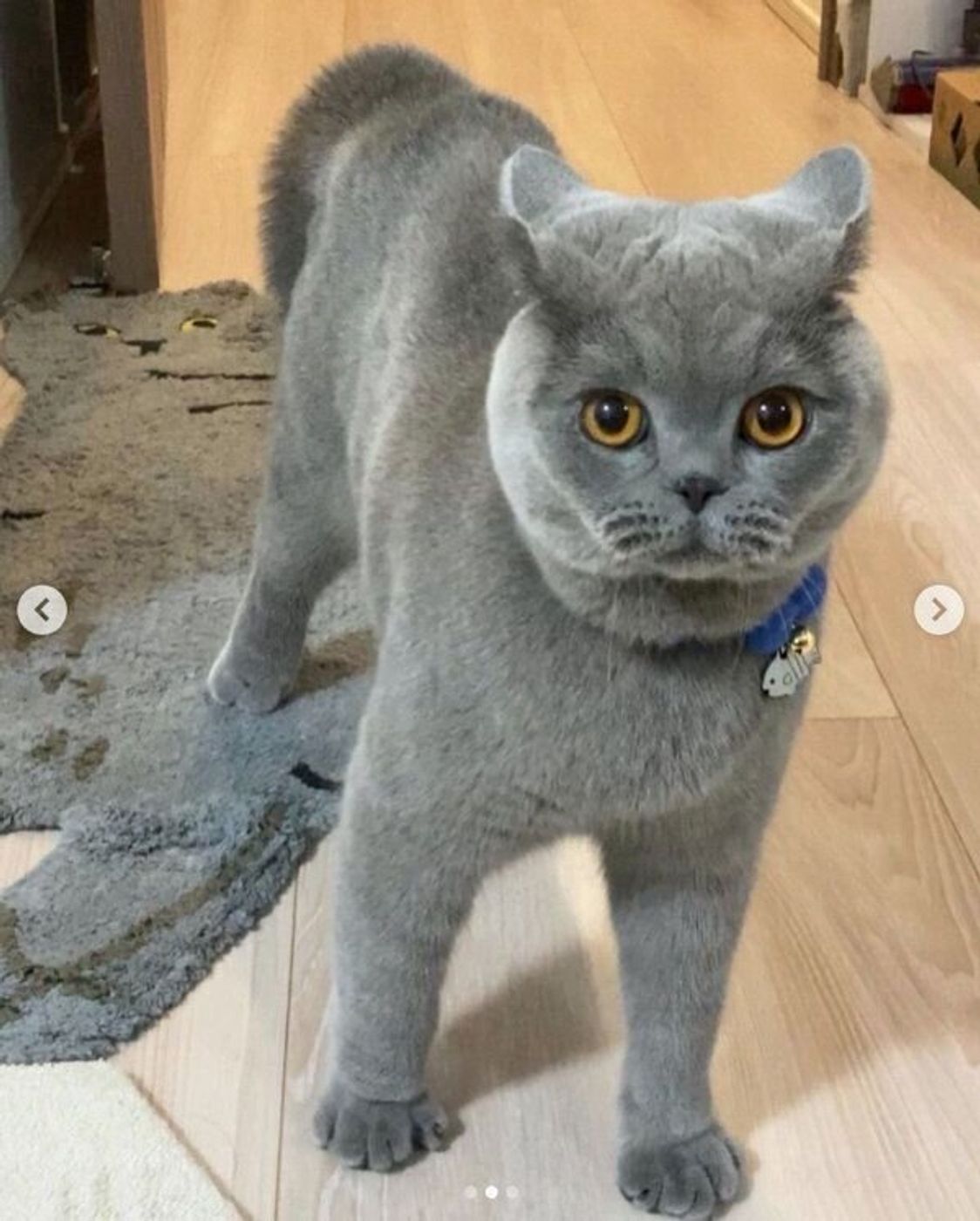 おこりんぼたぬきステップ で近づいてくる猫 飼い主さんと遊びたくてアピールする姿が可愛い ねこのきもちweb Magazine おこりんぼたぬきステップ で近づいてくる猫 飼い主さんと遊びたくてアピールする姿が可愛い ねこのきもちweb Magazine