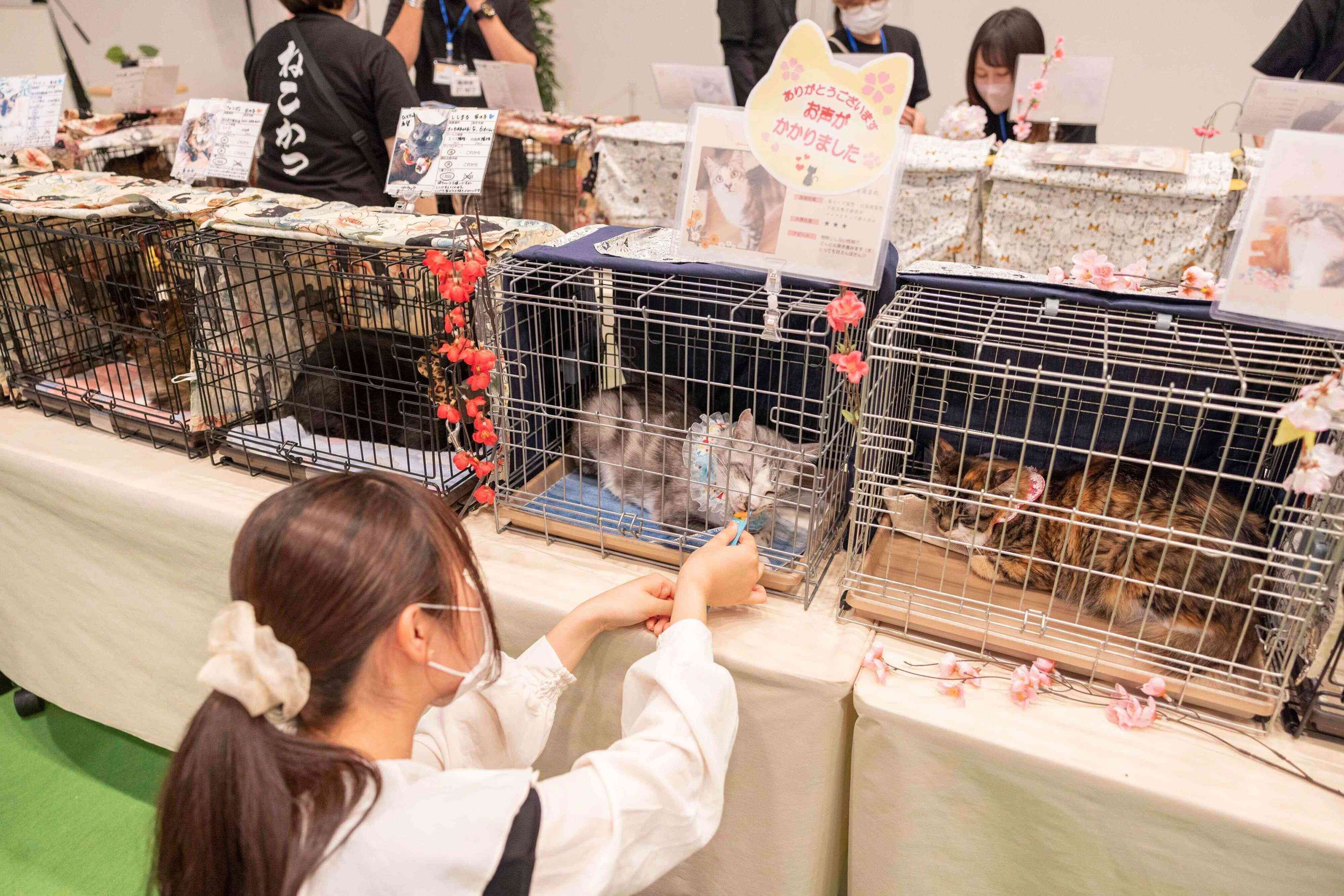 画像提供／パナソニック保護犬猫譲渡会事務局