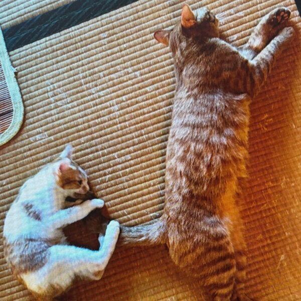 畳で眠るじんくんとれおくん