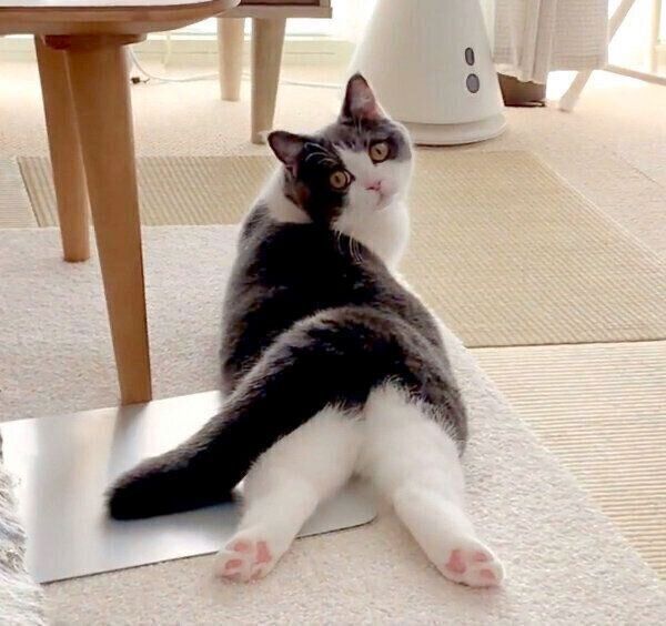 くつろぐおもちちゃん