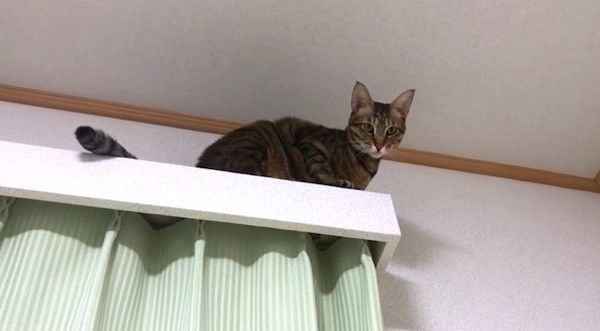 見下ろす猫