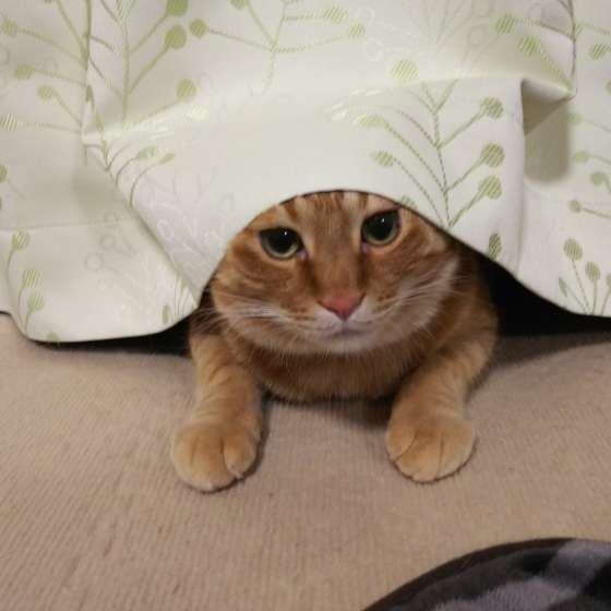 カーテンから顔を出す茶トラ