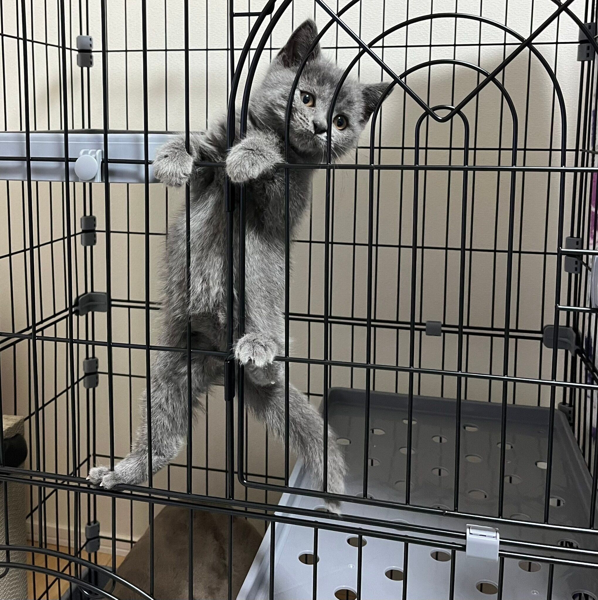 お迎え初日のブリティッシュショートヘア