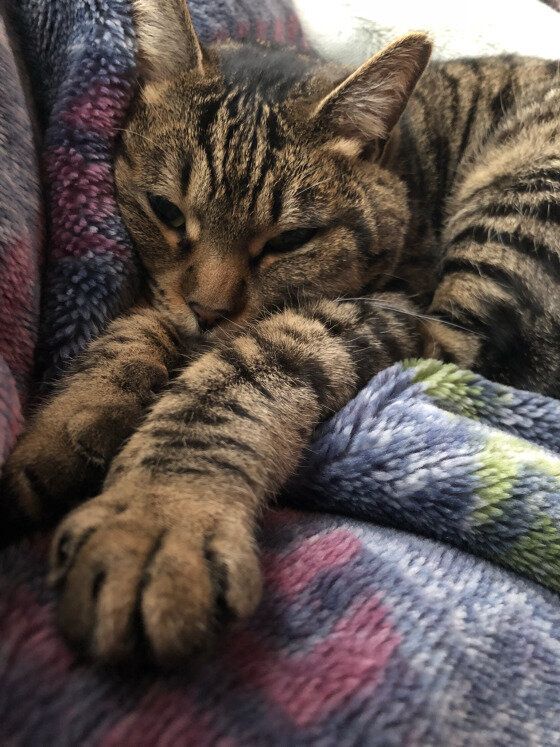 眠そうなキジトラ