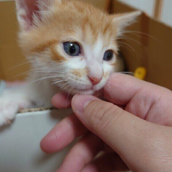 Mix（茶×白）のきなこくん♪