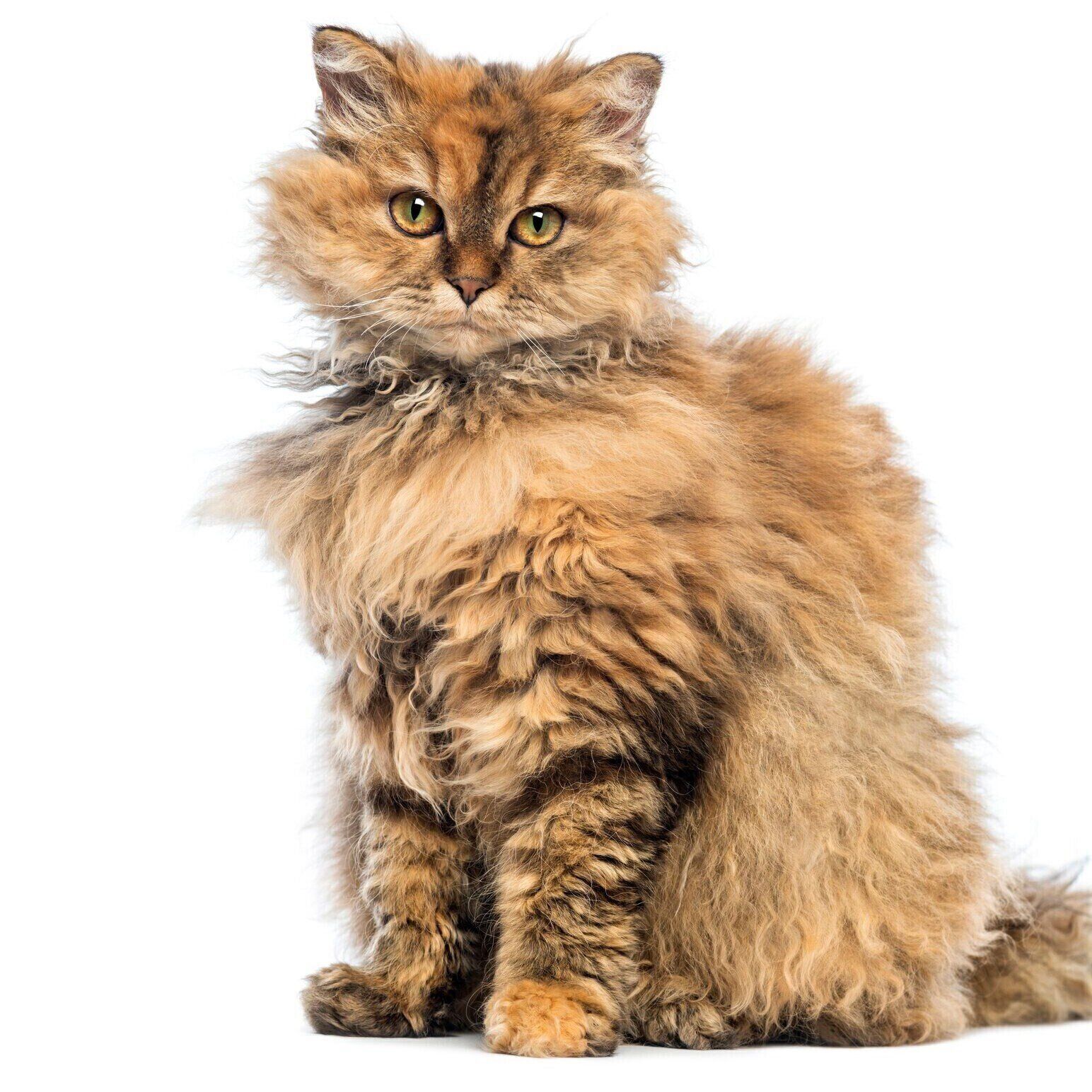 セルカークレックス