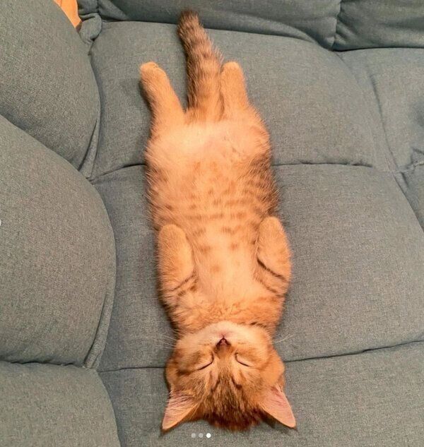 ヘソ天するにぼしちゃん