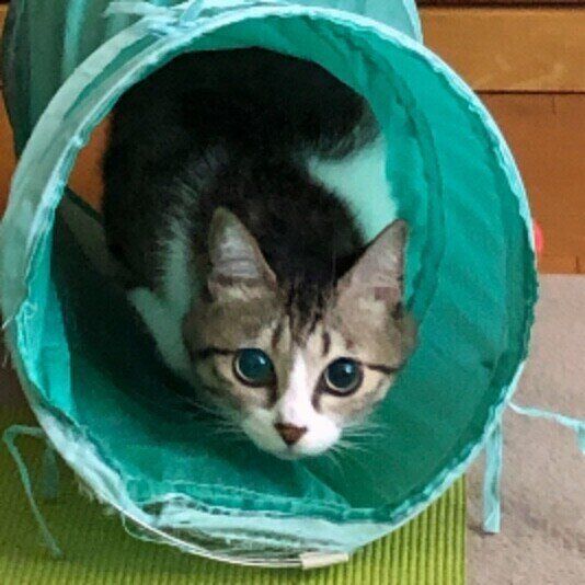 サバトラのチャコちゃん