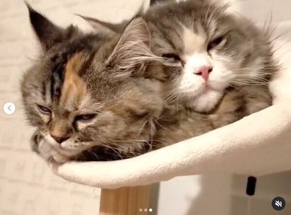 べったりくっつくあおくんとおはなちゃん