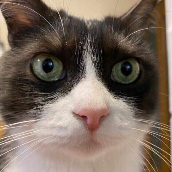 真剣な表情のテッタちゃん