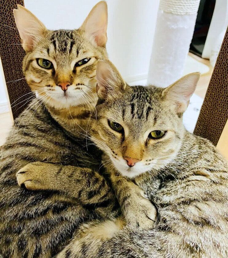 生後8カ月頃の2匹の子猫