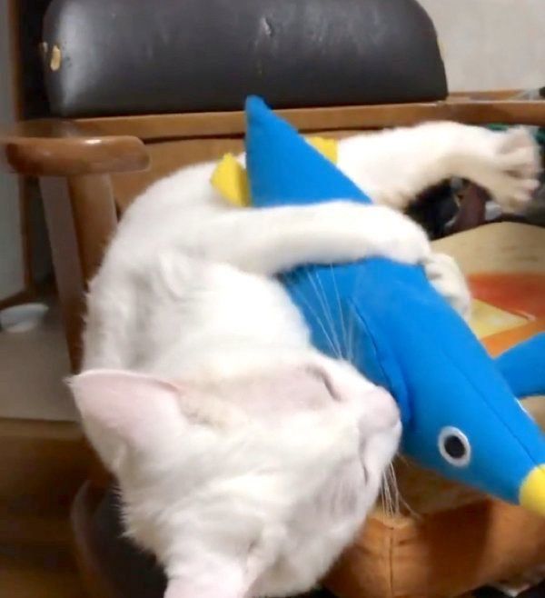 蹴りぐるみにケリケリするぷるちゃん