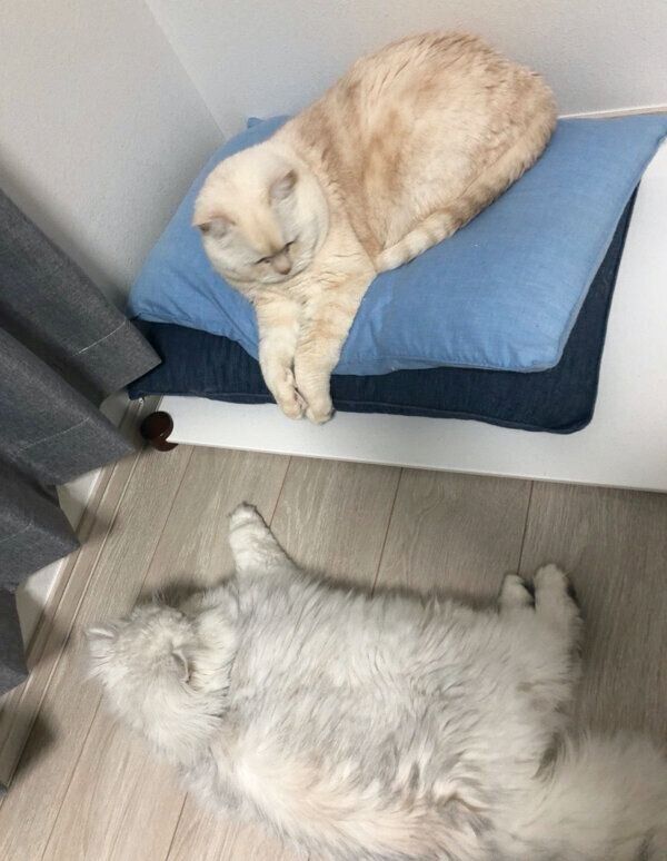 まったりする小梅ちゃんと小鉄くん