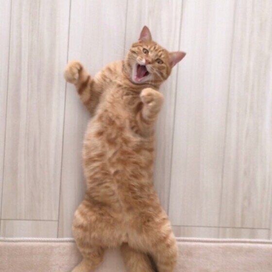 テンションが上がる茶トラ